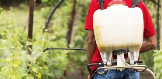Mosquito tigre: alerta sobre el uso de insecticidas en jardines Mosquito tigre: alerta sobre el uso de insecticidas en jardines