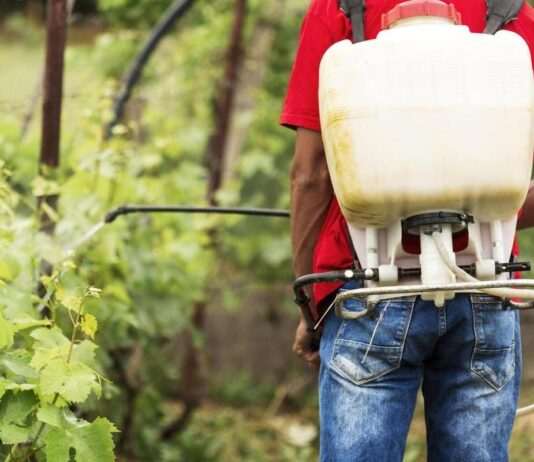 Mosquito tigre: alerta sobre el uso de insecticidas en jardines Mosquito tigre: alerta sobre el uso de insecticidas en jardines
