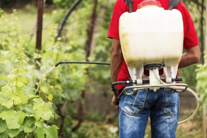 Mosquito tigre: alerta sobre el uso de insecticidas en jardines