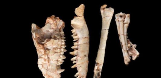 Un nuevo fósil desmiente una teoría científica de hace más de 200 años Un nuevo fósil desmiente una teoría científica de hace más de 200 años