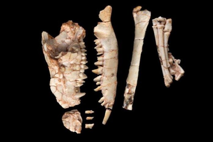 Un nuevo fósil desmiente una teoría científica de hace más de 200 años