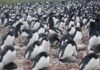 Reconfirman el calentamiento global con heces de pingüinos Reconfirman el calentamiento global con heces de pingüinos