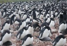 Reconfirman el calentamiento global con heces de pingüinos Reconfirman el calentamiento global con heces de pingüinos