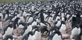 Reconfirman el calentamiento global con heces de pingüinos Reconfirman el calentamiento global con heces de pingüinos