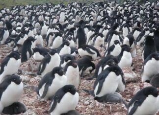 Reconfirman el calentamiento global con heces de pingüinos Reconfirman el calentamiento global con heces de pingüinos
