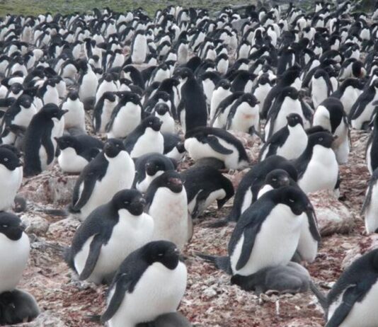 Reconfirman el calentamiento global con heces de pingüinos Reconfirman el calentamiento global con heces de pingüinos