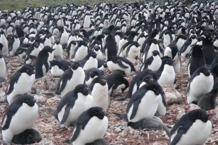 Reconfirman el calentamiento global con heces de pingüinos