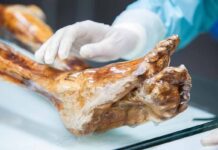 El ‘Hombre de Hielo’ y los secretos del microbioma en la Edad del Cobre El ‘Hombre de Hielo’ y los secretos del microbioma en la Edad del Cobre