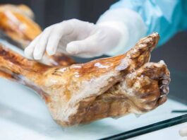 El ‘Hombre de Hielo’ y los secretos del microbioma en la Edad del Cobre El ‘Hombre de Hielo’ y los secretos del microbioma en la Edad del Cobre