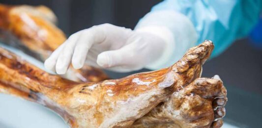 El ‘Hombre de Hielo’ y los secretos del microbioma en la Edad del Cobre El ‘Hombre de Hielo’ y los secretos del microbioma en la Edad del Cobre