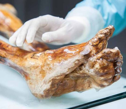 El ‘Hombre de Hielo’ y los secretos del microbioma en la Edad del Cobre El ‘Hombre de Hielo’ y los secretos del microbioma en la Edad del Cobre