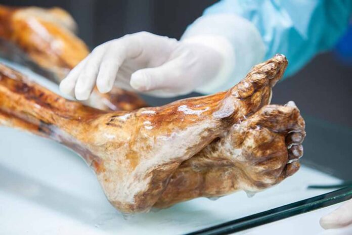 El ‘Hombre de Hielo’ y los secretos del microbioma en la Edad del Cobre