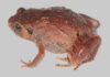 Descubren siete nuevas especies de ranas en Madagascar Descubren siete nuevas especies de ranas en Madagascar