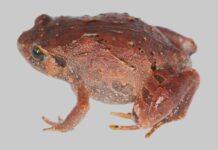 Descubren siete nuevas especies de ranas en Madagascar Descubren siete nuevas especies de ranas en Madagascar