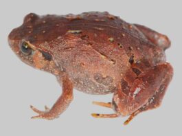 Descubren siete nuevas especies de ranas en Madagascar Descubren siete nuevas especies de ranas en Madagascar