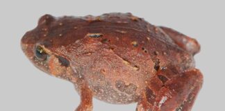 Descubren siete nuevas especies de ranas en Madagascar Descubren siete nuevas especies de ranas en Madagascar