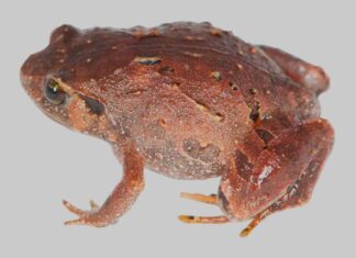 Descubren siete nuevas especies de ranas en Madagascar Descubren siete nuevas especies de ranas en Madagascar