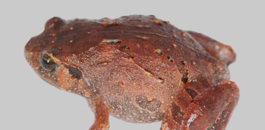 Descubren siete nuevas especies de ranas en Madagascar Descubren siete nuevas especies de ranas en Madagascar