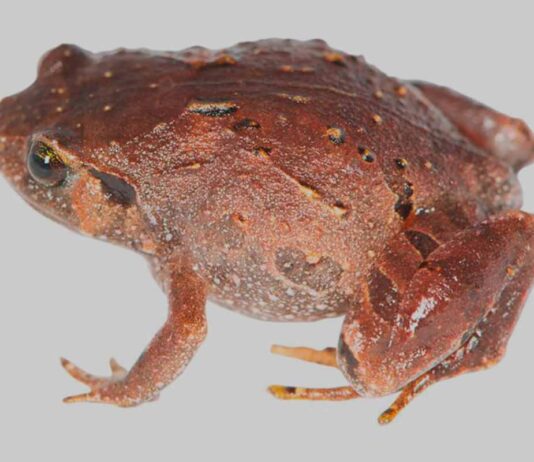 Descubren siete nuevas especies de ranas en Madagascar Descubren siete nuevas especies de ranas en Madagascar