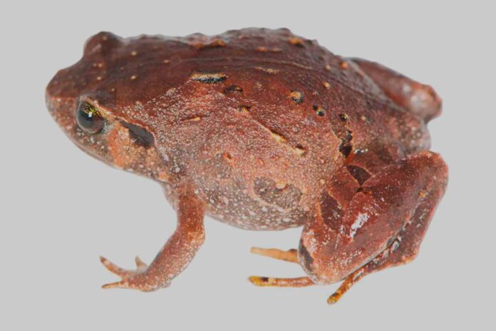 Descubren siete nuevas especies de ranas en Madagascar
