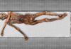 Ötzi, algo más que una reliquia congelada Ötzi, algo más que una reliquia congelada