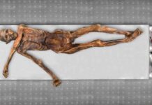 Ötzi, algo más que una reliquia congelada Ötzi, algo más que una reliquia congelada