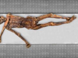 Ötzi, algo más que una reliquia congelada Ötzi, algo más que una reliquia congelada