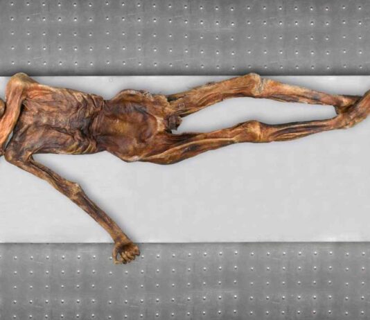 Ötzi, algo más que una reliquia congelada Ötzi, algo más que una reliquia congelada